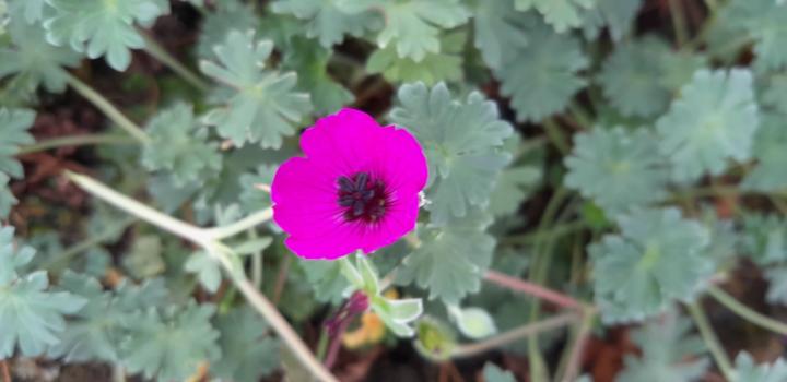 Geranium cinereum 'Giuseppe'