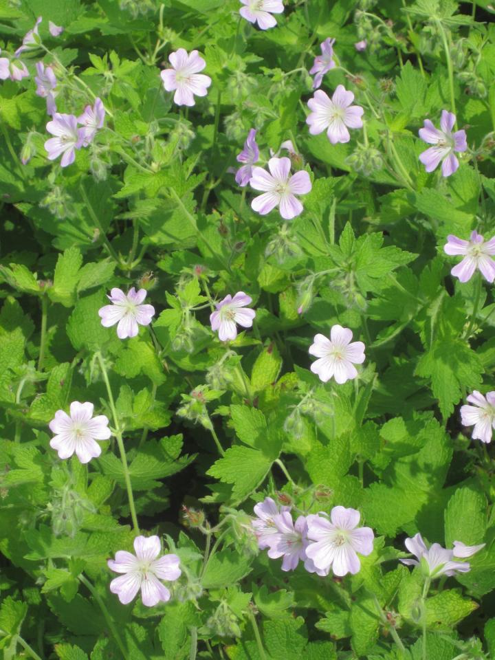 Geranium renardii 'Chantilly'