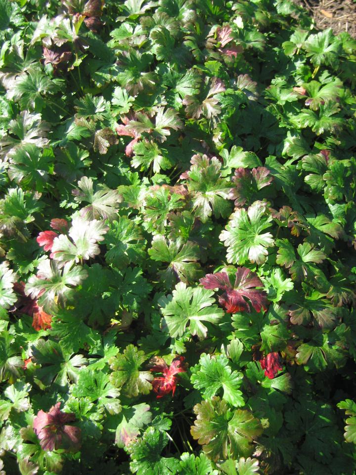 Geranium cantabrigiense (x) 'Harz'