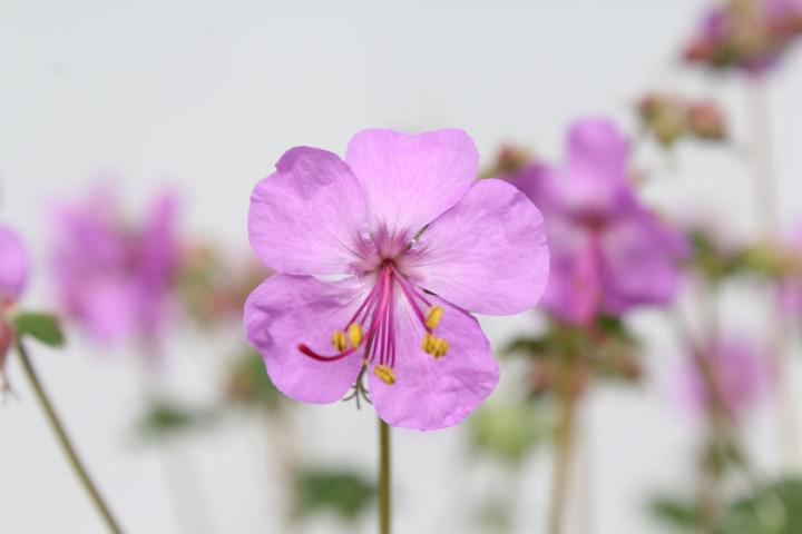 Geranium cantabrigiense (x) 'Karmina'