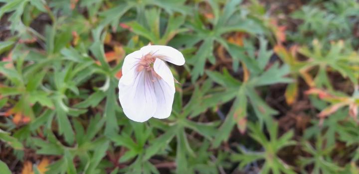 Geranium clarkei 'Kashmir White'