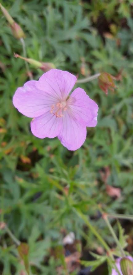 Geranium clarkei 'Kashmir Pink'