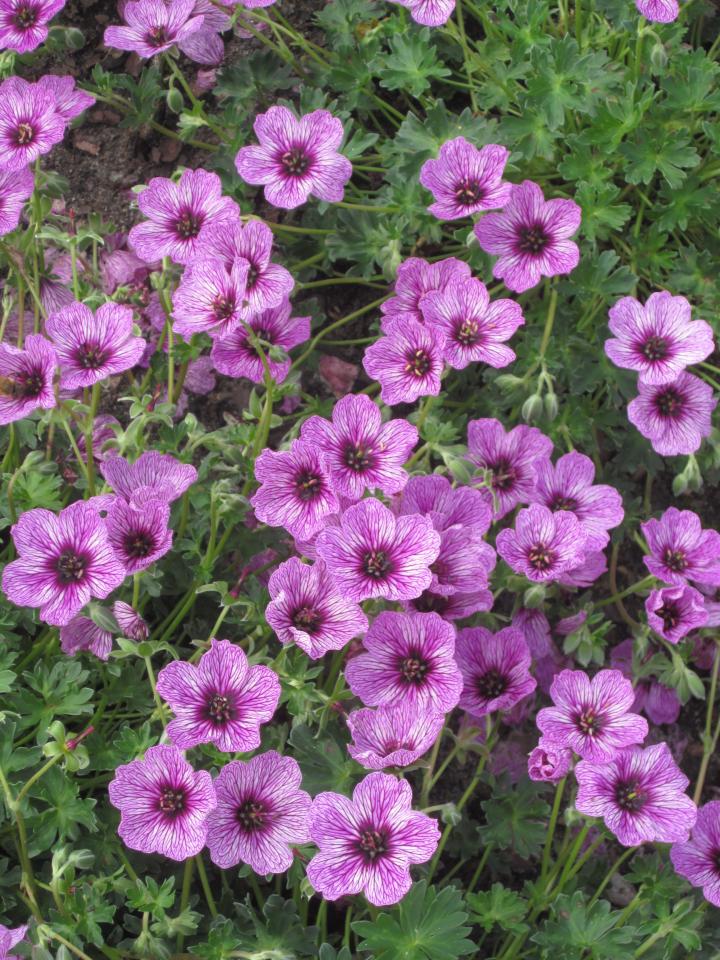 Geranium cinereum 'Laurence Flatman'
