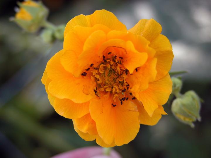 Geum chiloense 'Lady Stratheden'