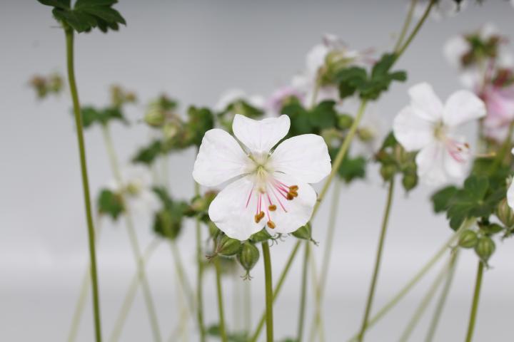Geranium cantabrigiense (x) 'Saint Ola'
