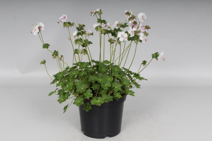 Geranium cantabrigiense (x) 'Saint Ola'