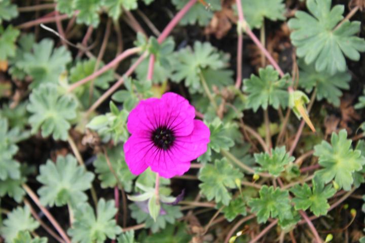 Geranium cinereum var.subcaulescens