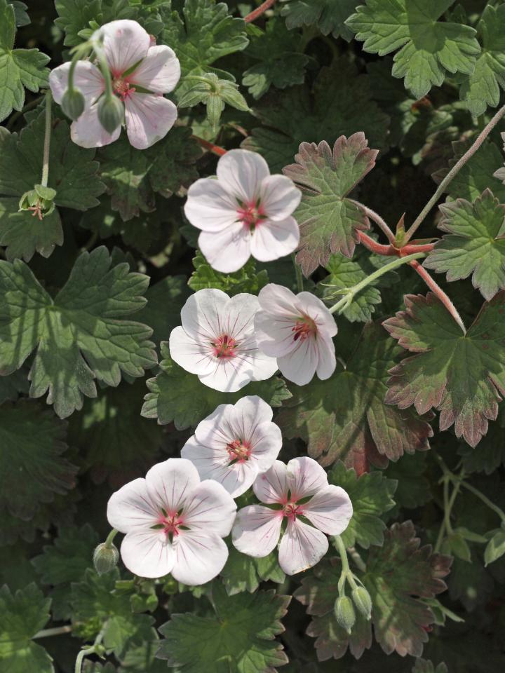 Geranium  'Coombland White'