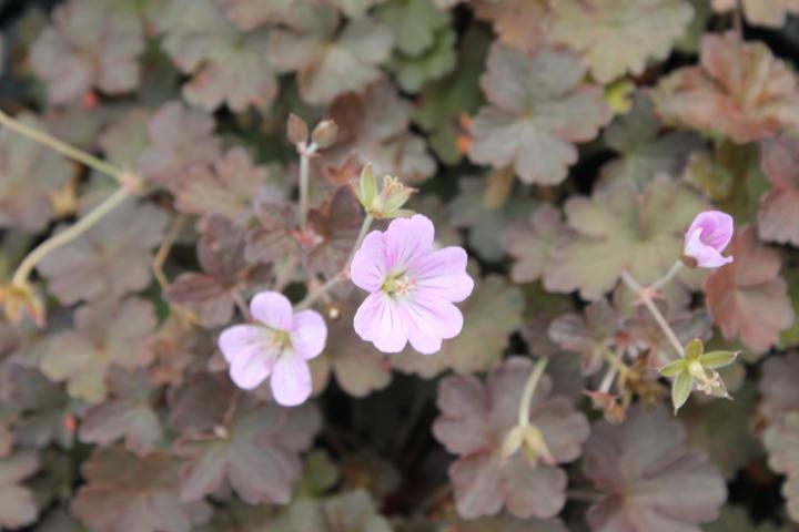 Geranium  'Dusky Crug'