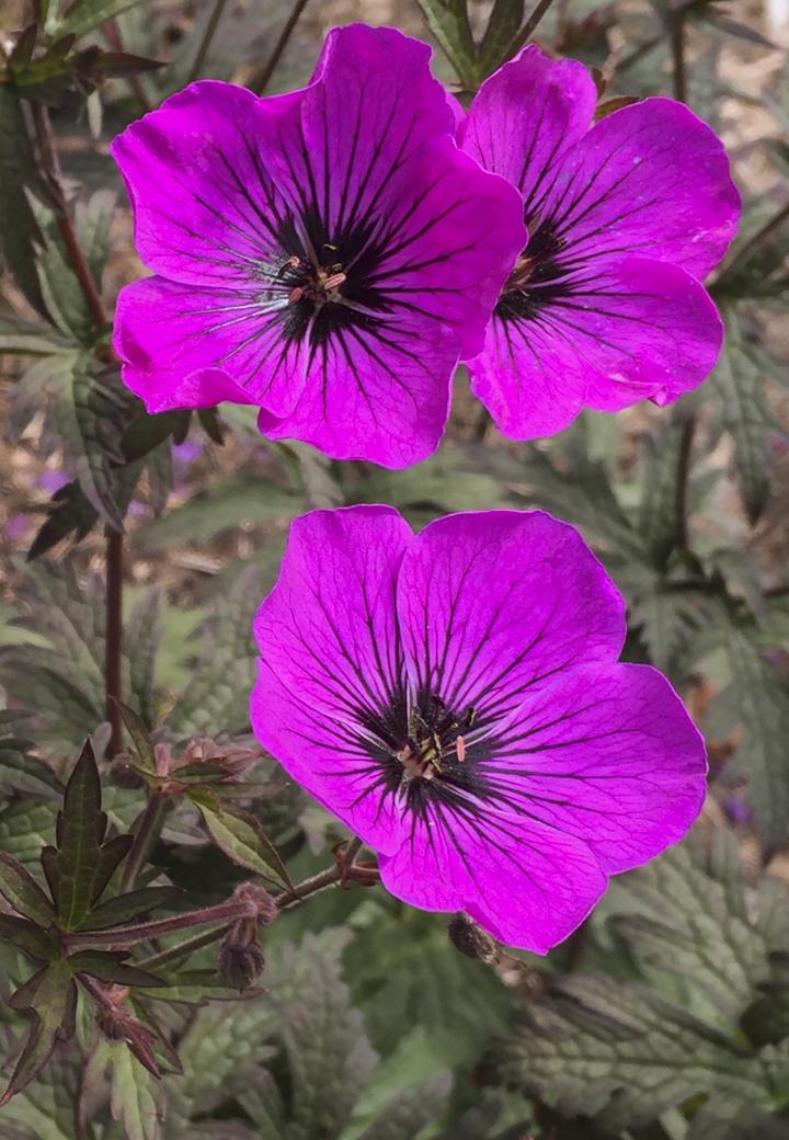 Geranium  'Dark Eyes'