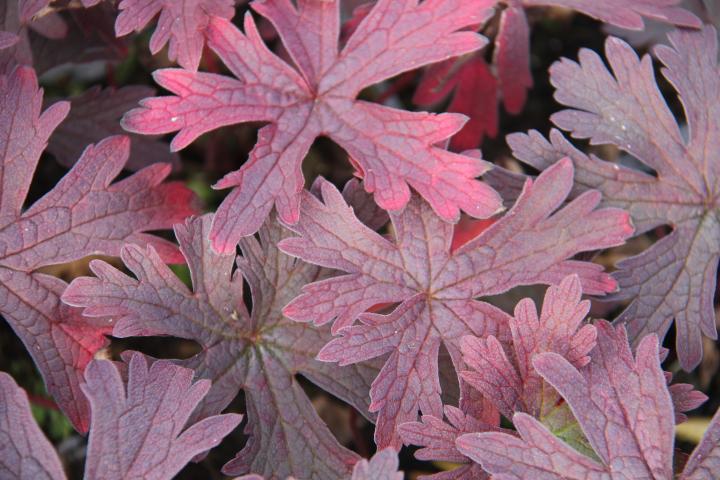 Geranium  'Dark Eyes'