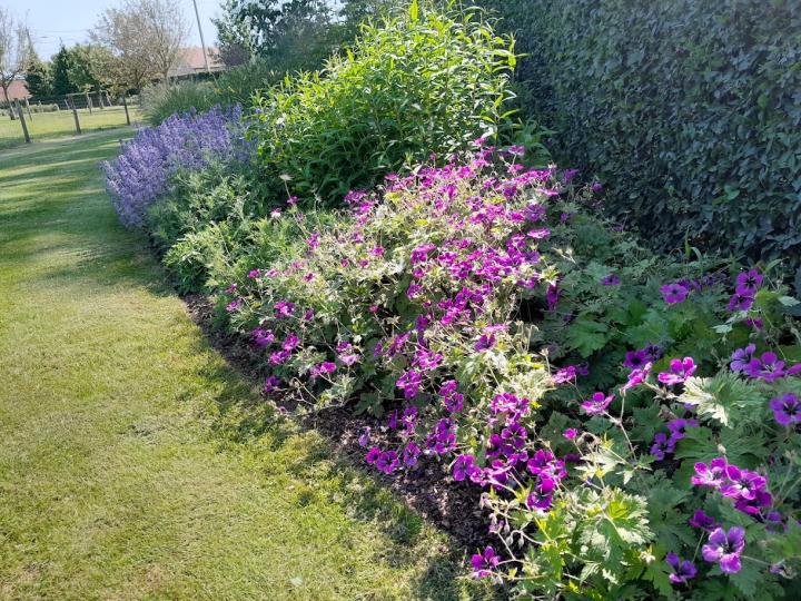 Geranium  'Dark Eyes'