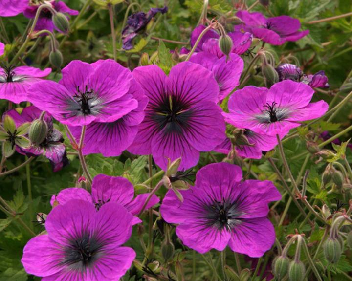 Geranium  'Dragon Heart' ® ('Bremdra')