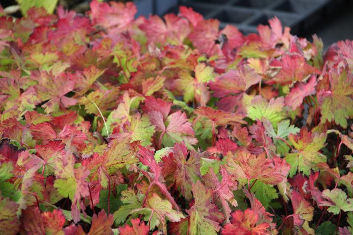 Geranium  'Dragon Heart' ® ('Bremdra')