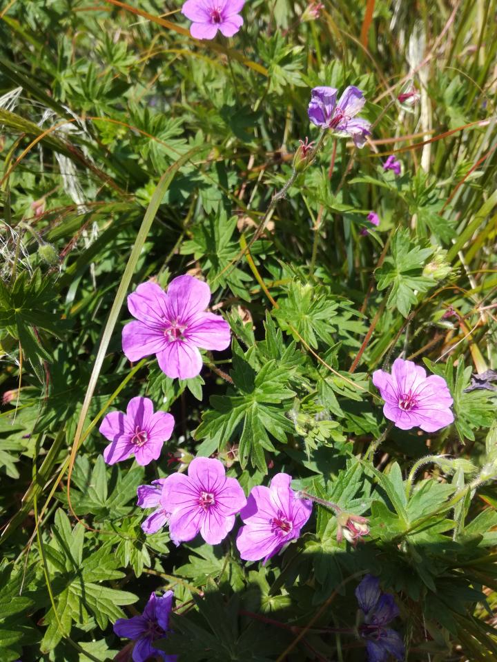 Geranium sanguineum 'Dilys'