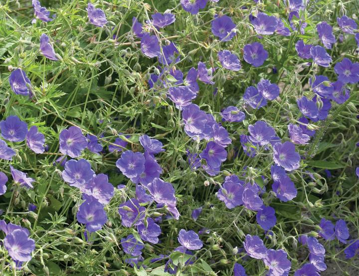Geranium  'Eureka Blue' ®