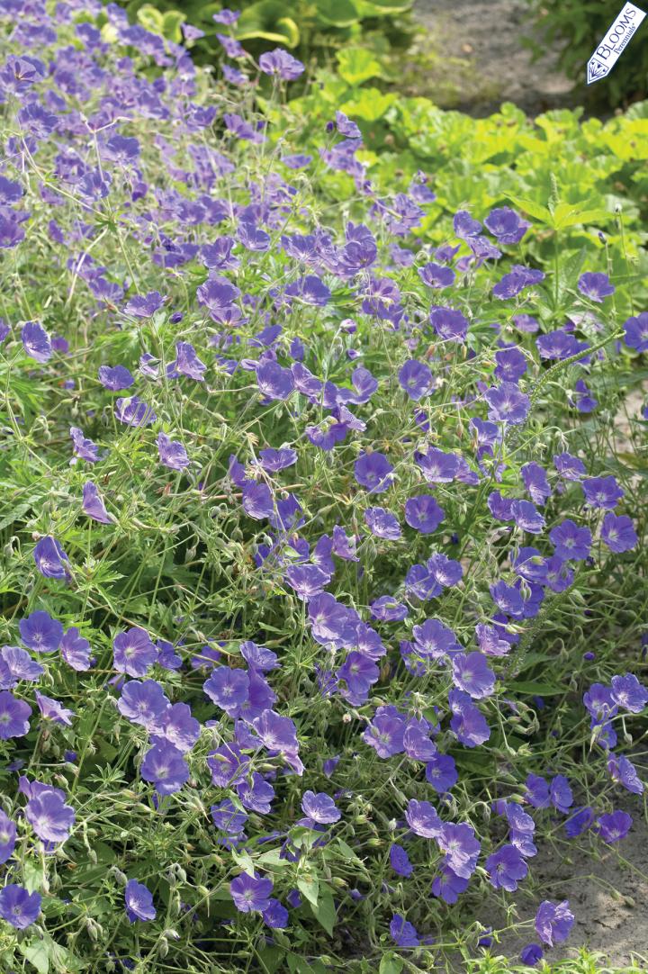 Geranium  'Eureka Blue' ®