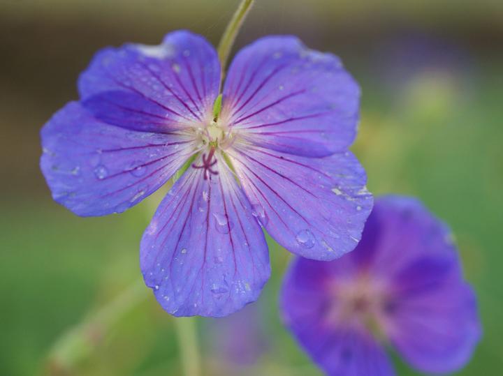 Geranium  'Eureka Blue' ®