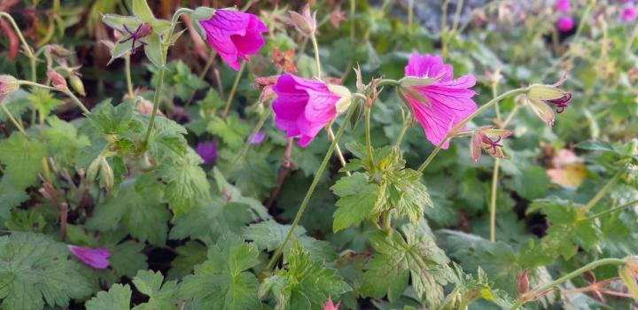 Geranium 'Elworthy Eyecatcher'
