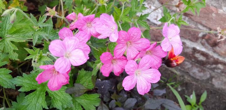Geranium endressii 'Forest'