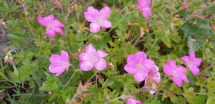Geranium endressii 'Forest'