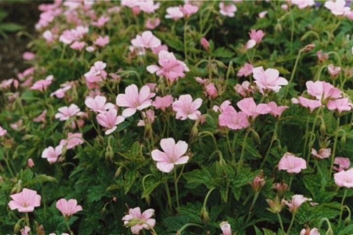 Geranium endressii 'Wargrave Pink'