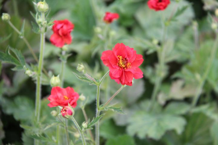 Geum 'Firestarter' PBR