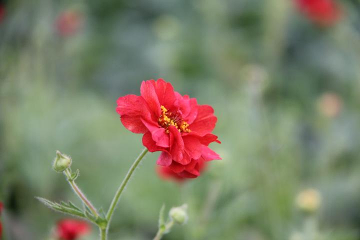 Geum 'Firestarter' PBR