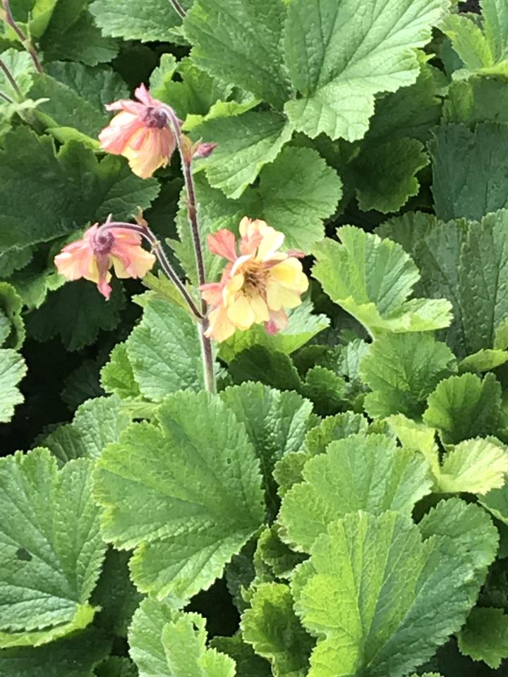 Geum  'Fluffy Yellow'