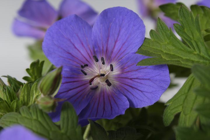 Geranium himalayense 'Baby Blue'