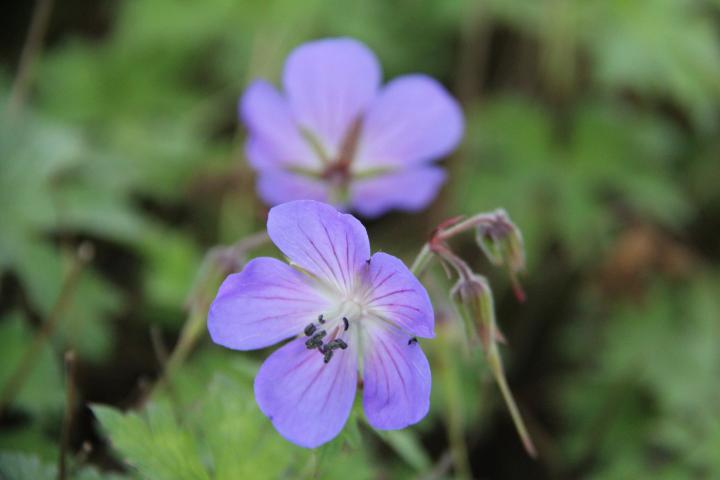 Geranium himalayense 'Gravetye'