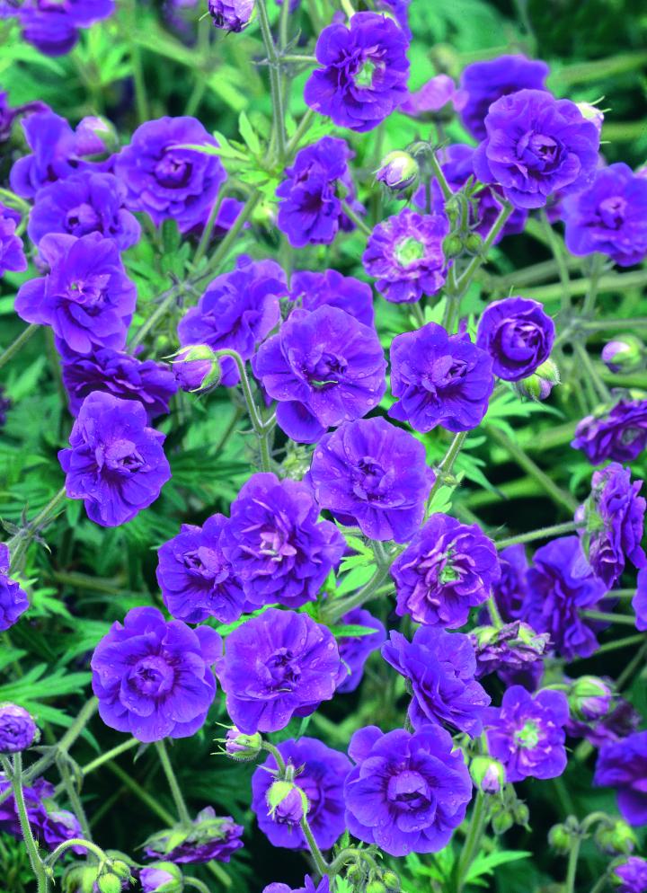 Geranium himalayense 'Plenum'