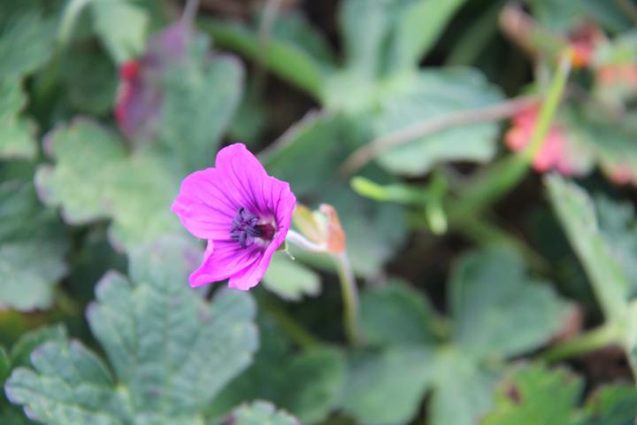 Geranium wallichianum 'Hexham Velvet'