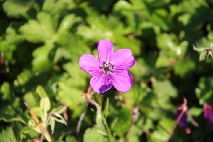 Geranium wallichianum 'Hexham Velvet'