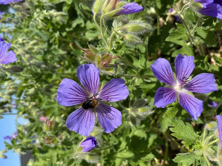 Geranium ibericum jubatum