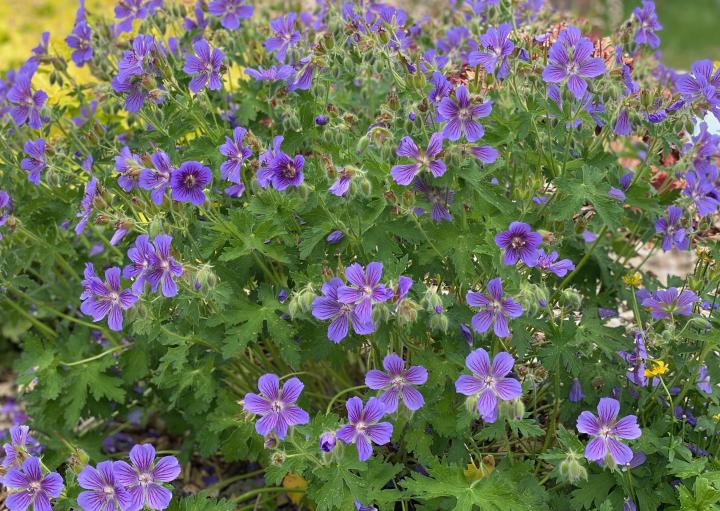 Geranium ibericum jubatum