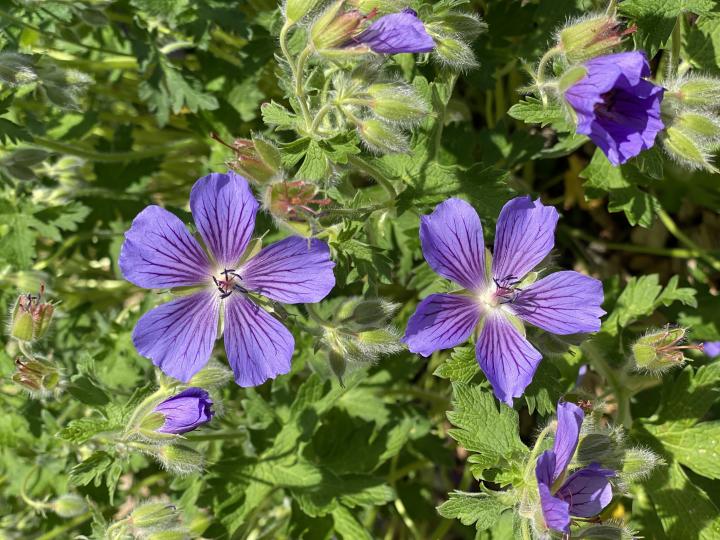 Geranium ibericum jubatum