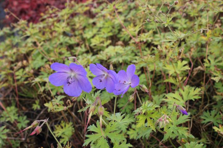 Geranium  'Johnson's Blue'