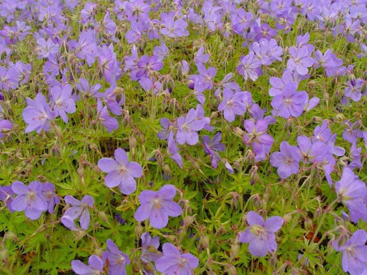 Geranium  'Johnson's Blue'