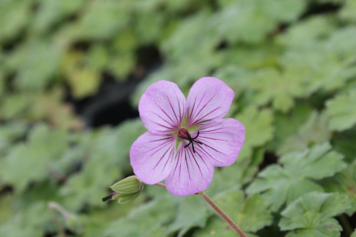 Geranium  'Joy'