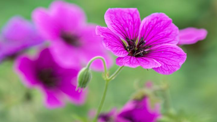 Geranium JS 'Matu Vu' PBR