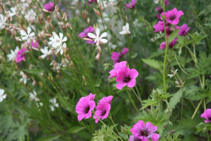 Geranium JS 'Matu Vu' PBR