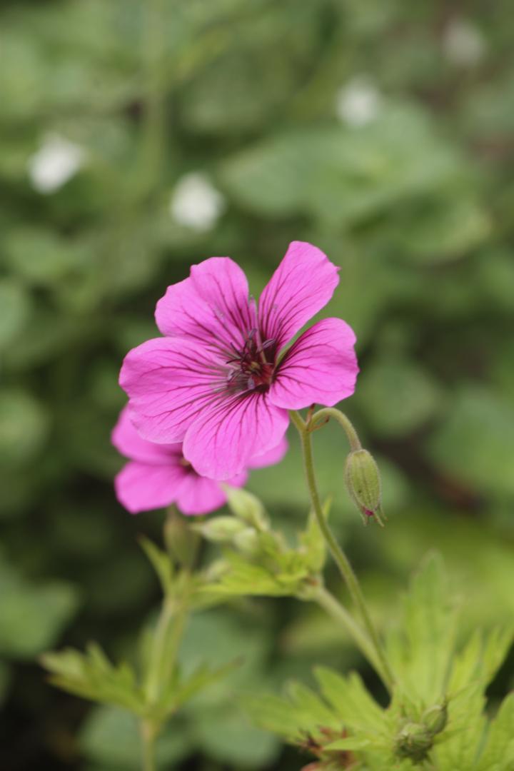 Geranium JS 'Matu Vu' PBR