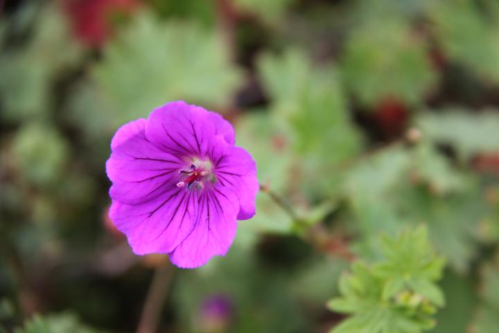 Geranium  'Khan'