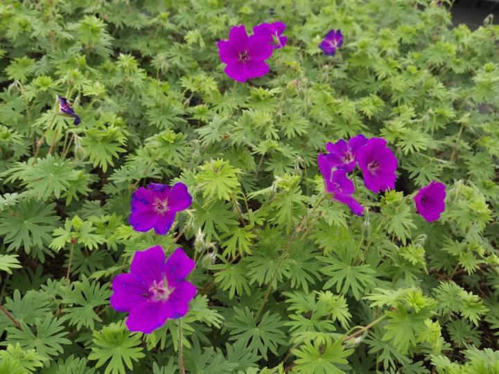 Geranium  'Khan'