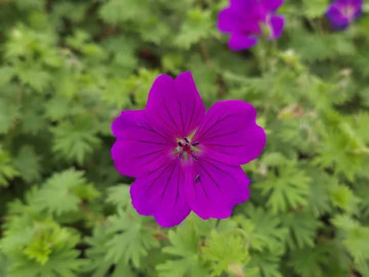 Geranium  'Khan'