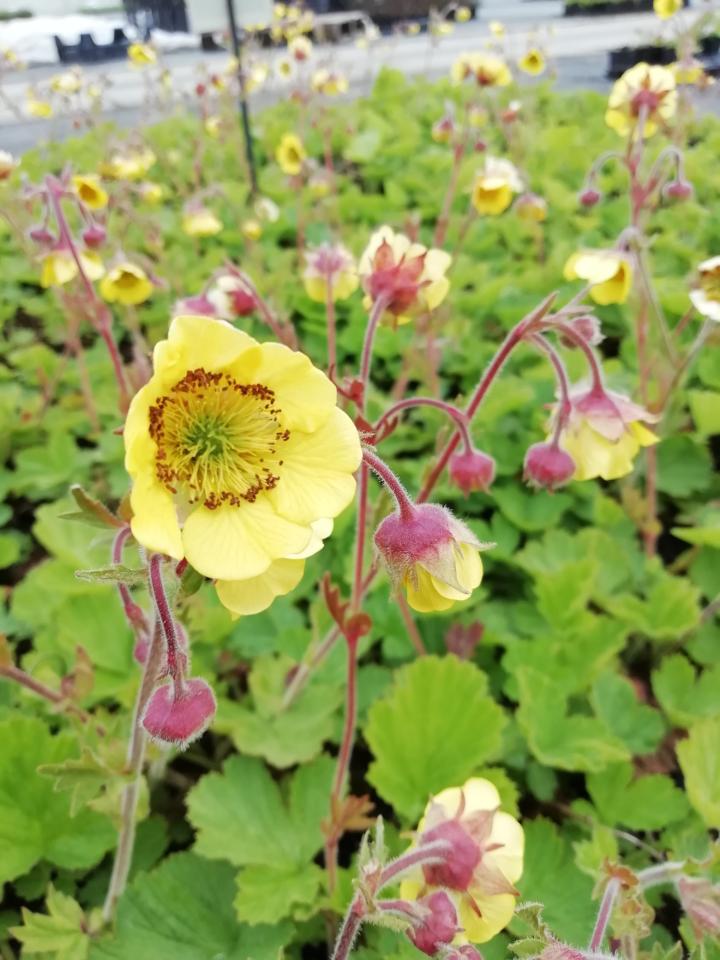 Geum  'Lemon Drops'