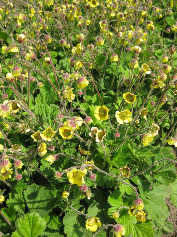Geum  'Lemon Drops'