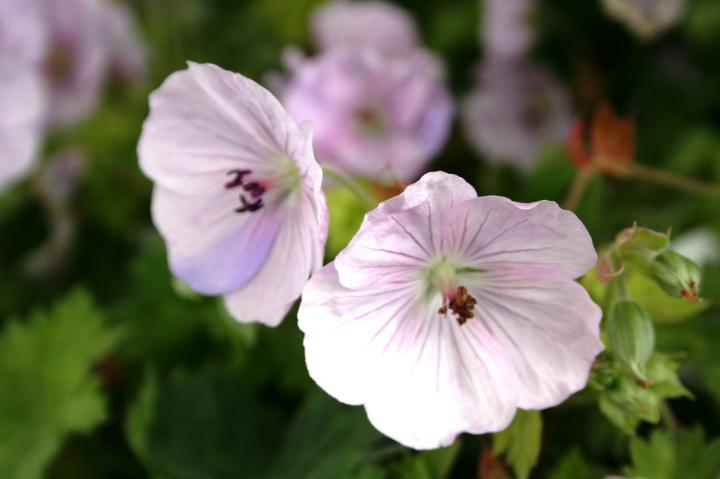Geranium wlassovianum 'Lilac Ice'
