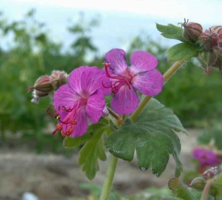 Geranium macrorrhizum